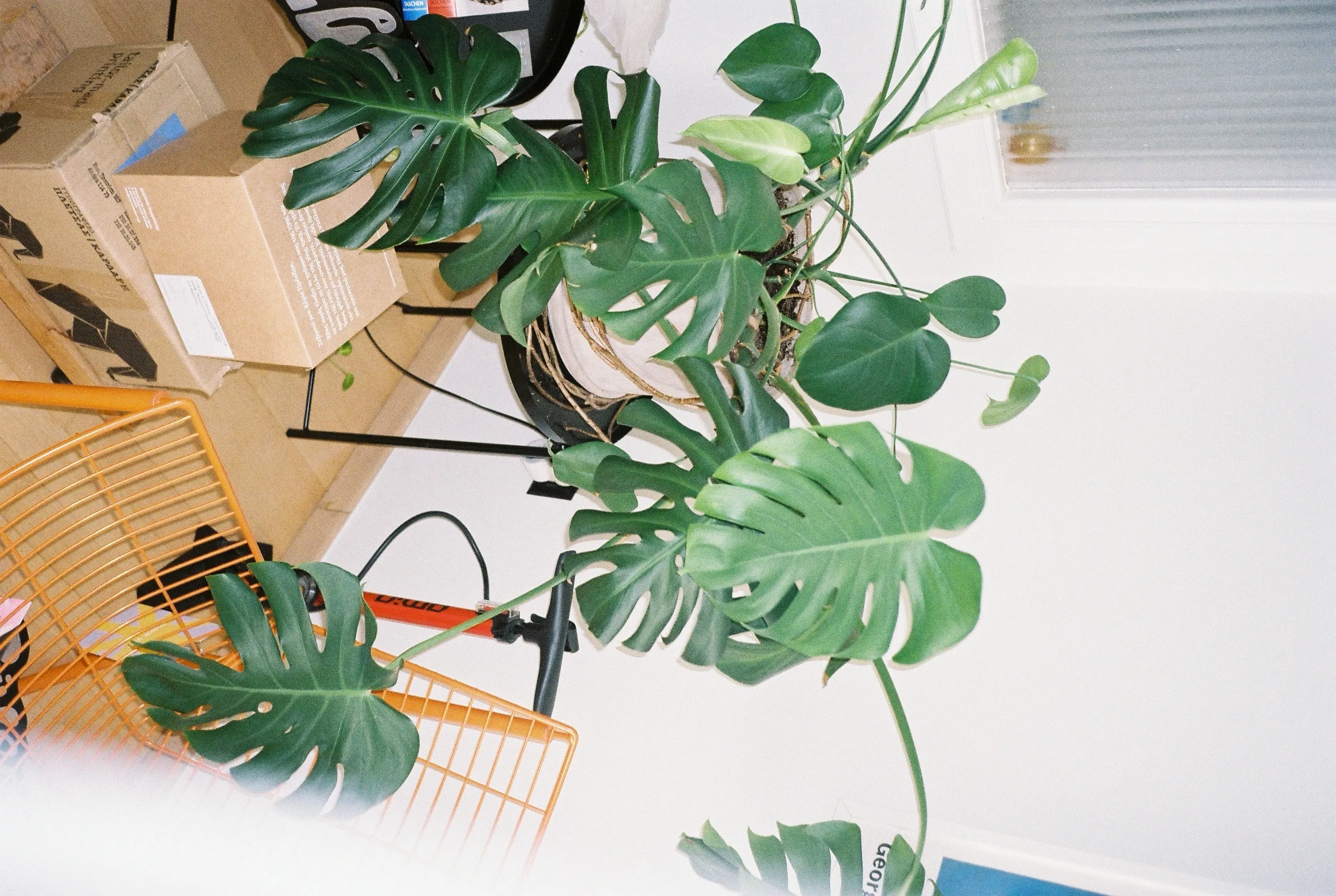 A monstera beside stacked cardboard boxes and an orange wire chair, shot at a tilted angle